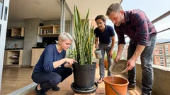 Cómo regar la lengua de suegra en verano: la hora ideal y las señales de que sí necesita agua